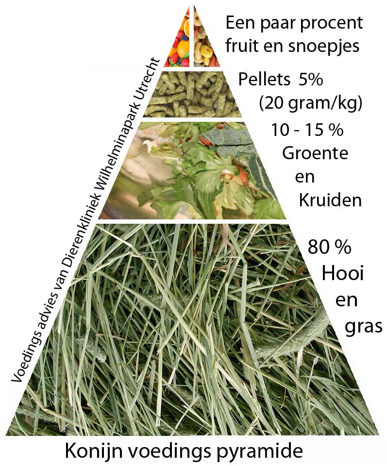 De voeding van een konijn bestaat uit 80% hooi, 10-15% groentes, 20 gram per kg konijnenvoer en zeer beperkt snoepjes